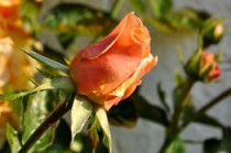 无锡一进口车厘子(无锡发现一批进口车厘子涉疫 官方发情况通报释疑)