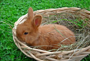 极兔国际物流快递(今年第1000亿件快递由极兔承运“国际兔”还要奔向更广阔的远方) 第1张 极兔国际物流快递(今年第1000亿件快递由极兔承运“国际兔”还要奔向更广阔的远方) 第1张