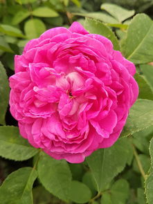 今日航班动态查询实时(少点一次鼠标:火狐Firefox浏览器地址栏可直接查询航班、天气等) 第1张 今日航班动态查询实时(少点一次鼠标:火狐Firefox浏览器地址栏可直接查询航班、天气等) 第1张