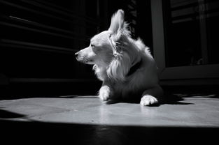 空运宠物怎么收费(可以带宠物上飞机了 统一收费800元每只)  第1张